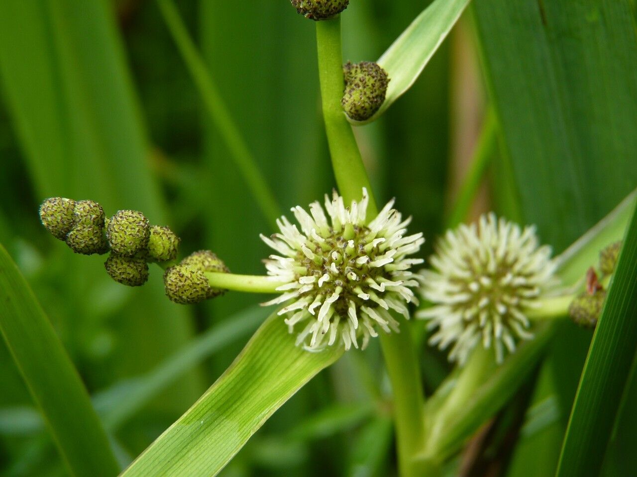 Sparganium erectum flower