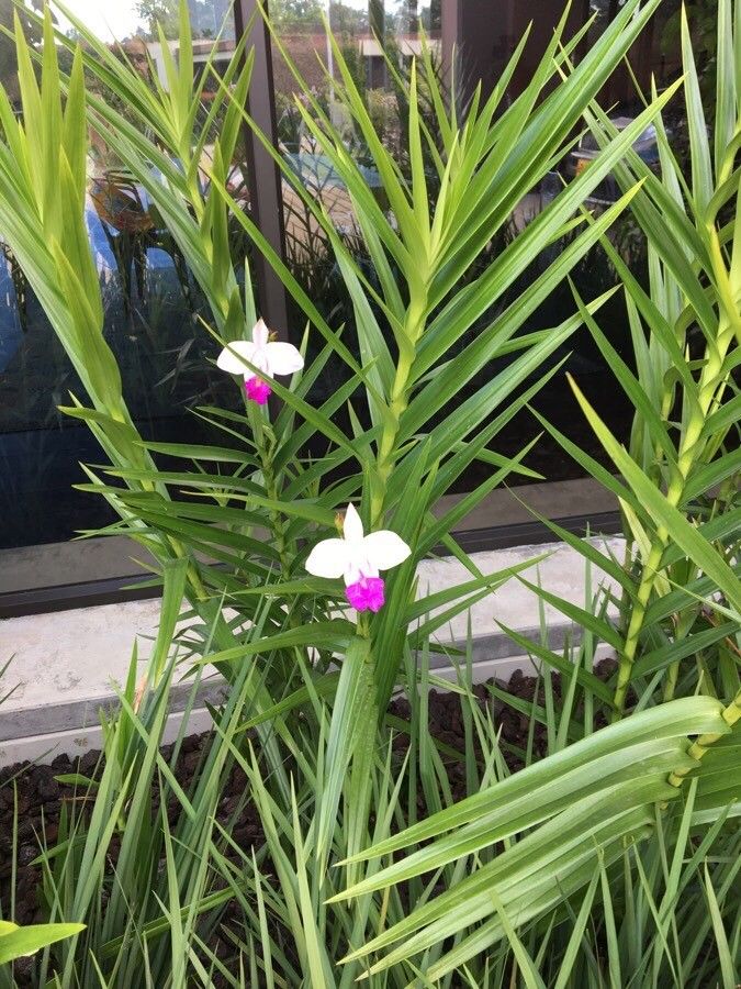 Arundina graminifolia — search result for 'Orchidaceae'