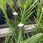 Arundina graminifolia