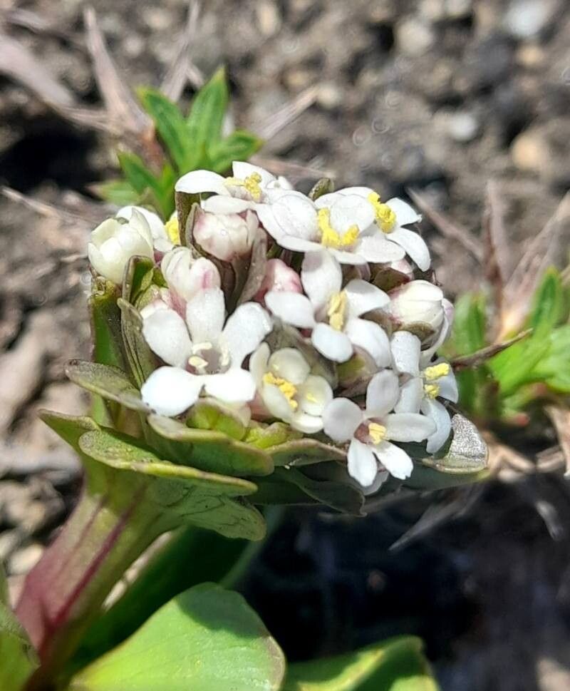 Valeriana boelckei flower