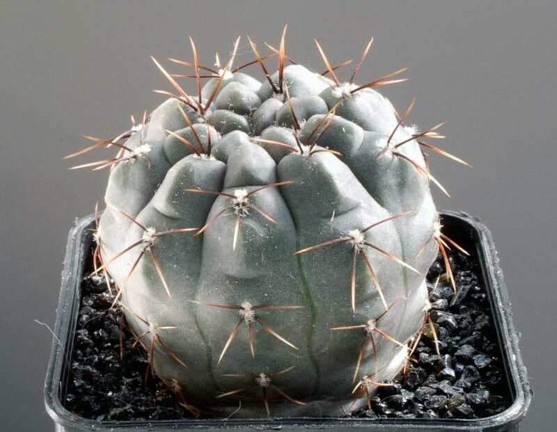Gymnocalycium reductum habit