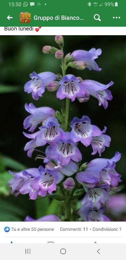 Penstemon glaber — search result for 'Penstemon'