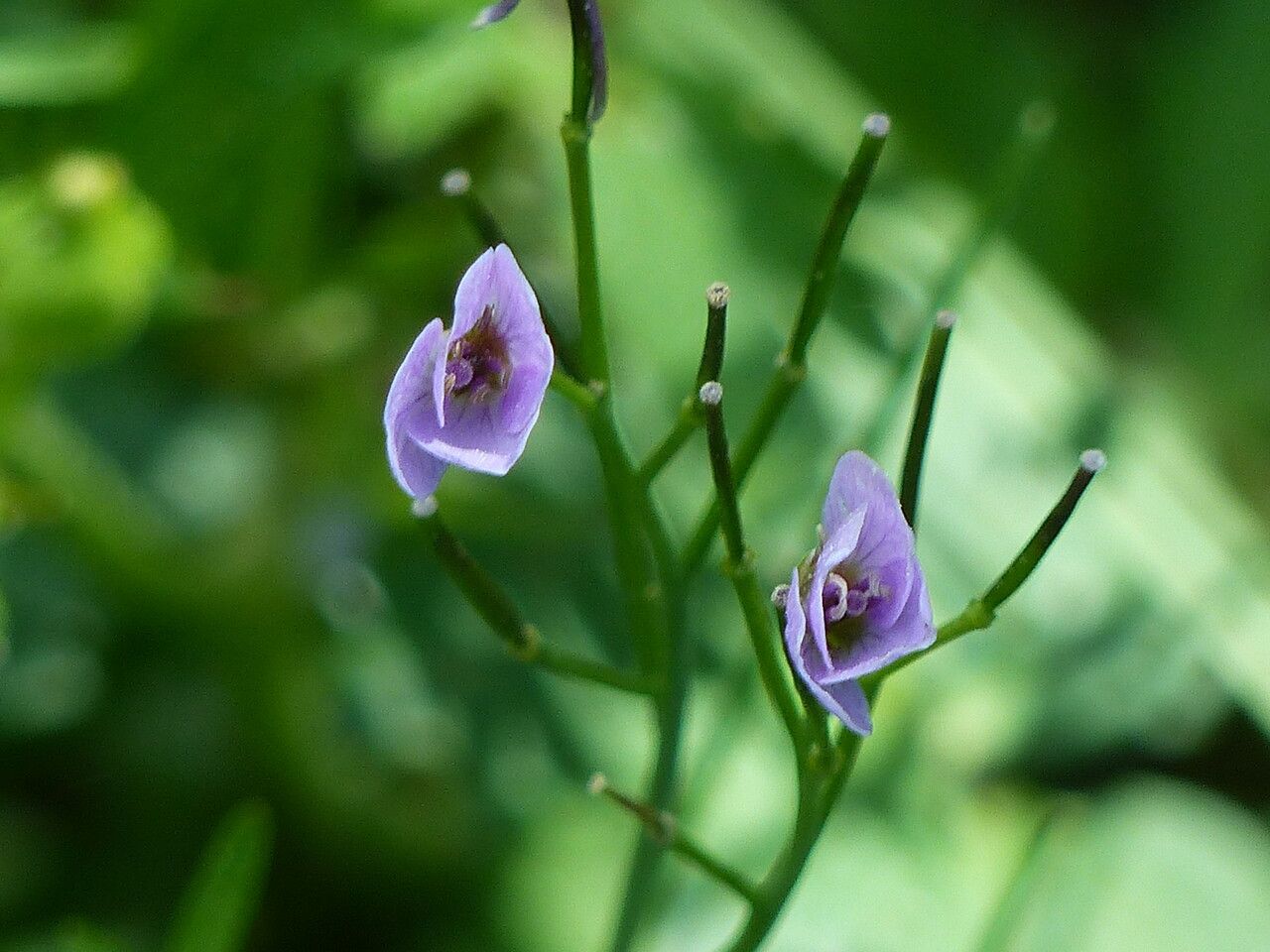 Cardamine raphanifolia fruit
