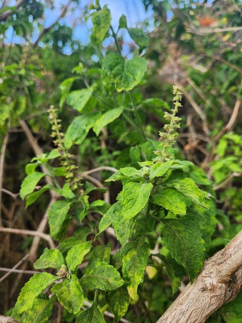 Ocimum gratissimum fruit