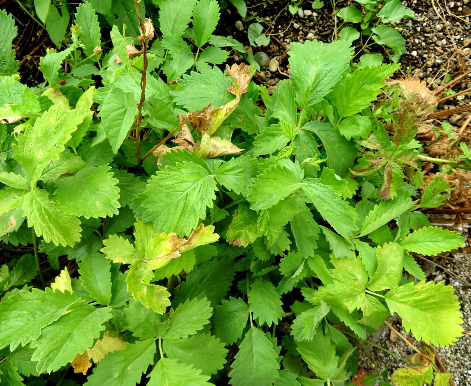 Potentilla kurdica — houseplant care guide