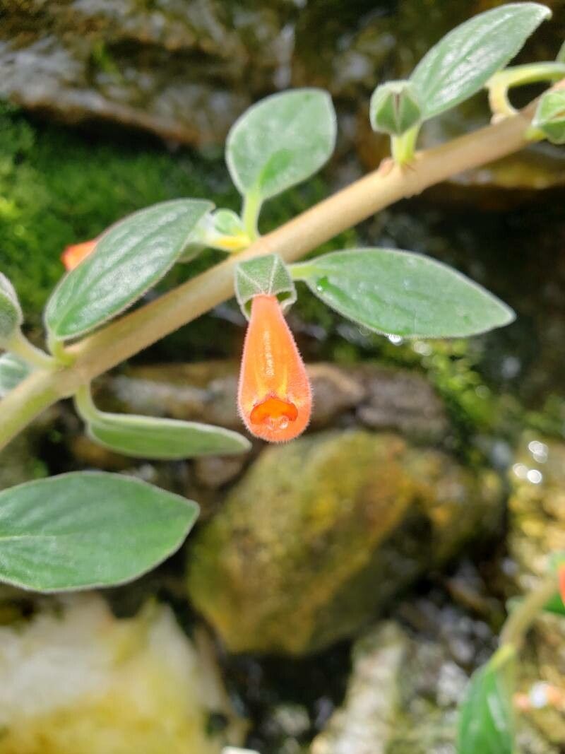 Nematanthus sericeus flower