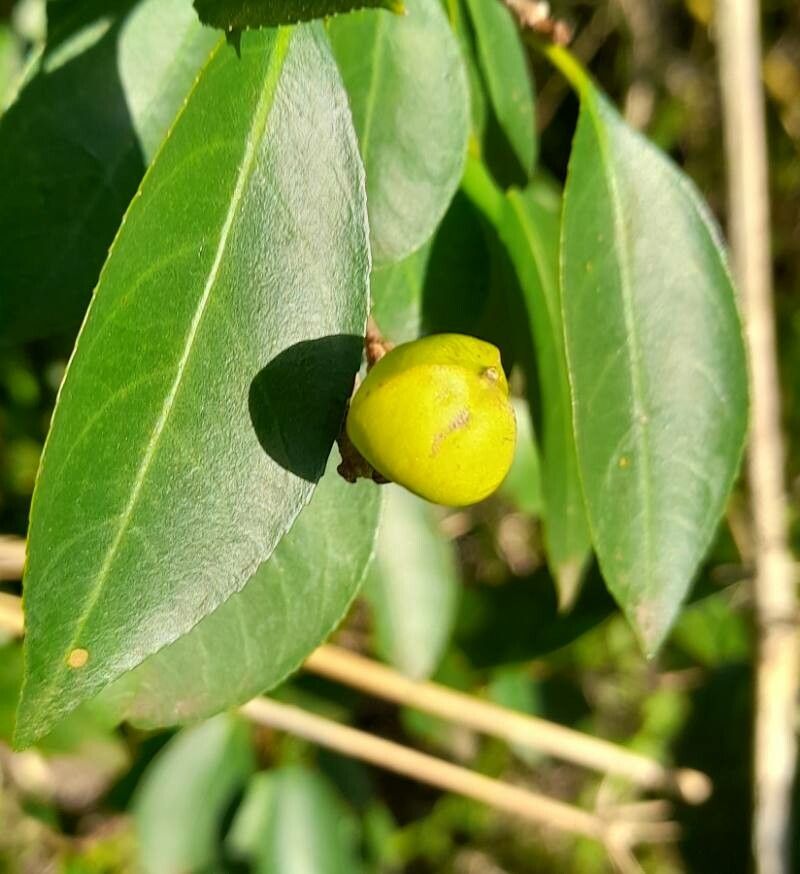 Sebastiania brasiliensis fruit