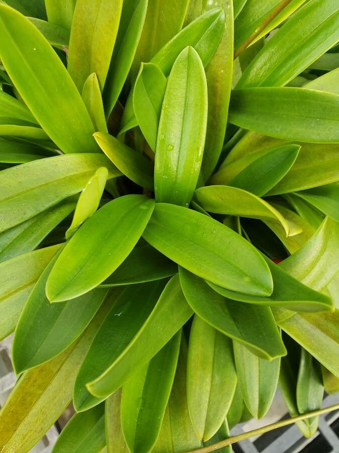 Masdevallia veitchiana — search result for 'Masdevallia'