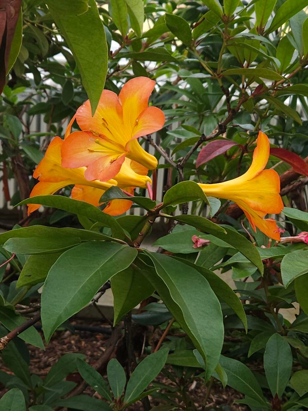 Rhododendron laetum flower