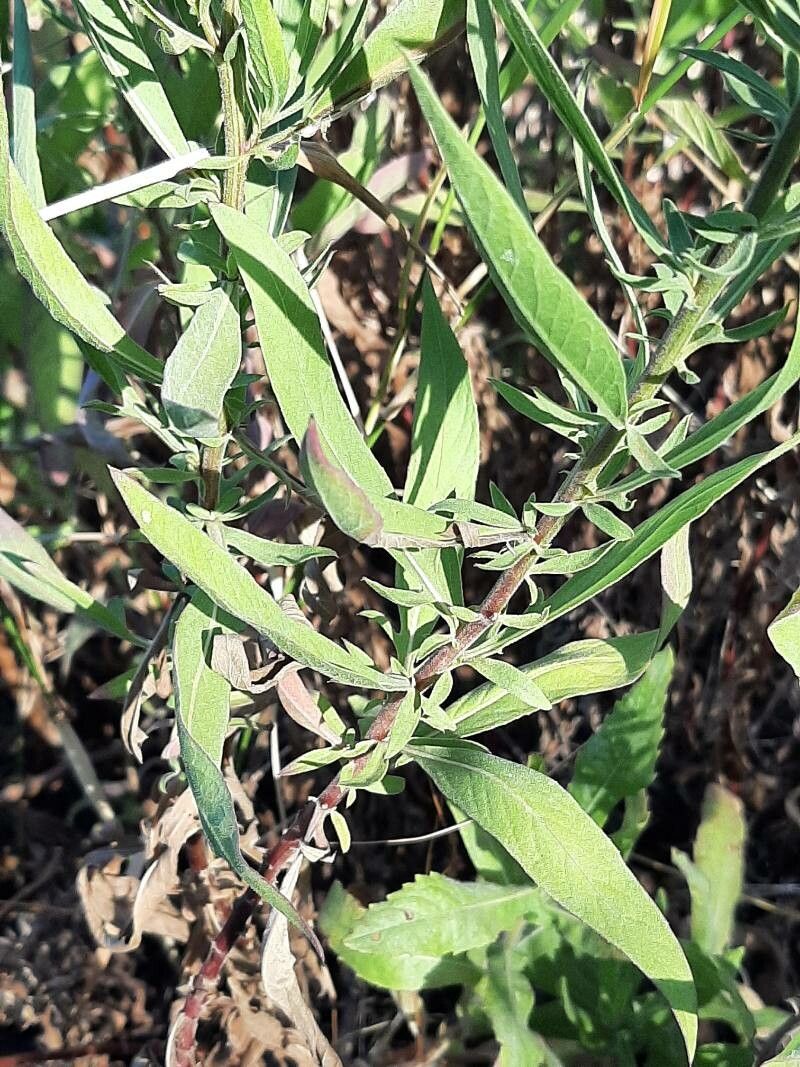 Cheirolophus uliginosus leaf
