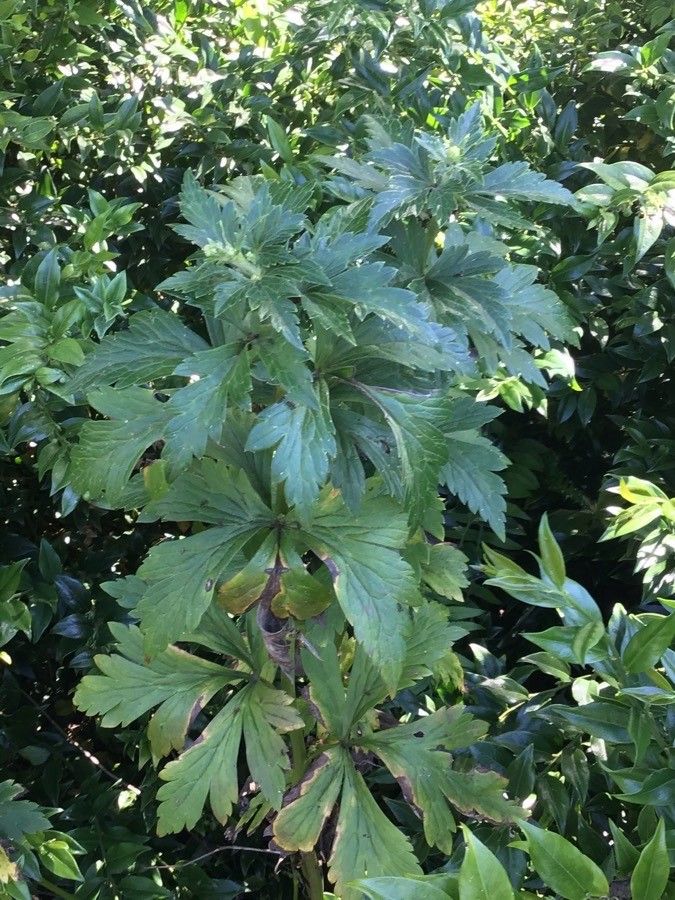 Aconitum carmichaelii — search result for 'Russia'