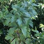 Aconitum carmichaelii