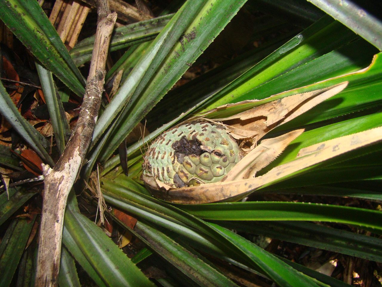 Pandanus verecundus fruit