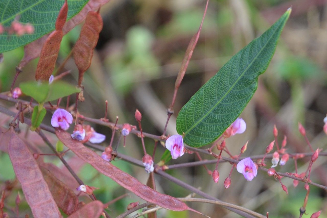 Tadehagi triquetrum flower