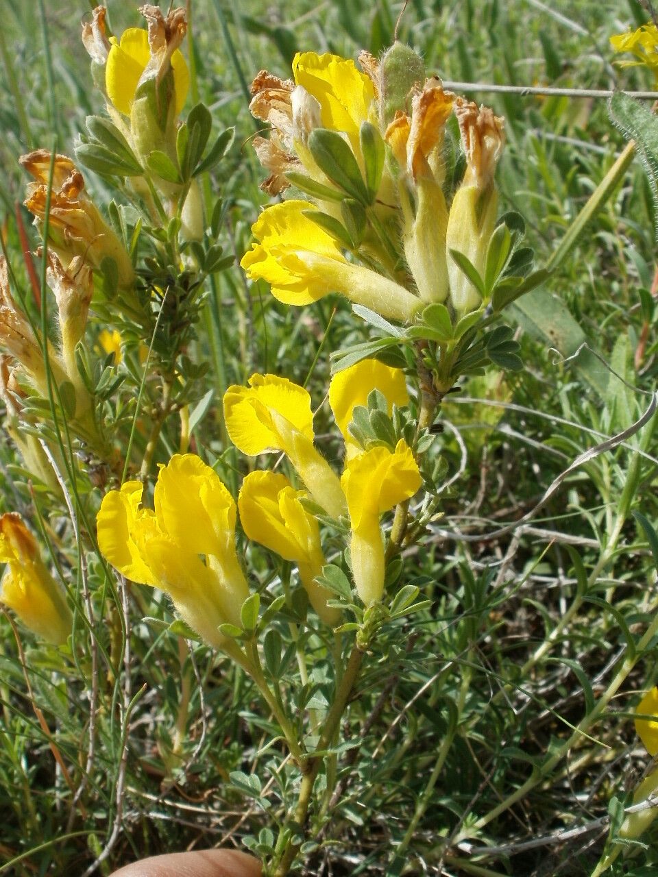 Chamaecytisus jankae flower