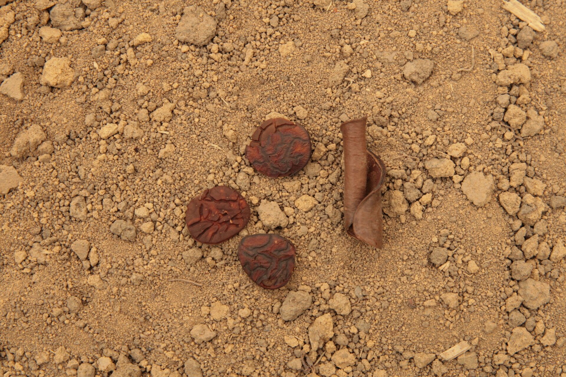 Cynometra hankei fruit