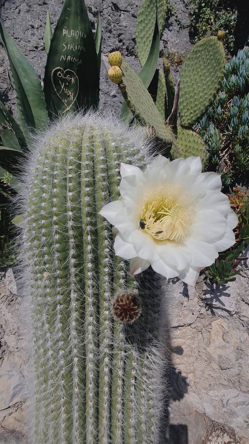 Leucostele atacamensis flower