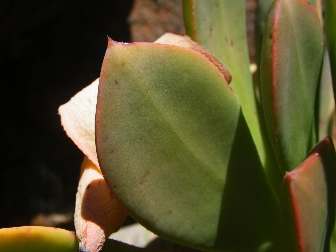 Aeonium urbicum fruit