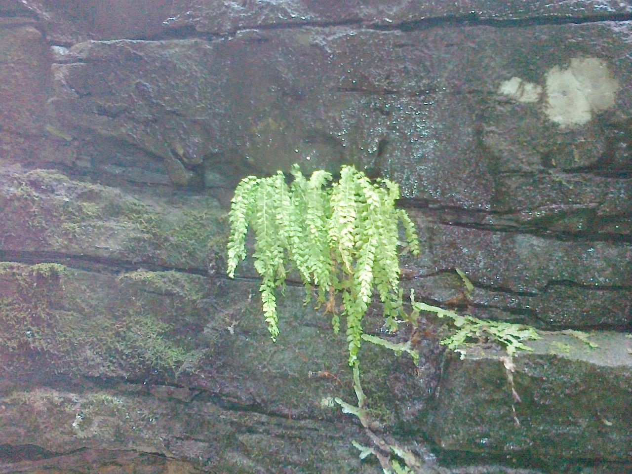 Asplenium trichomanes-ramosum habit
