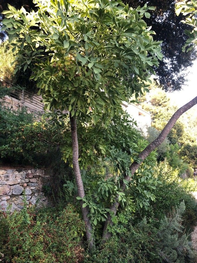 Cussonia spicata habit