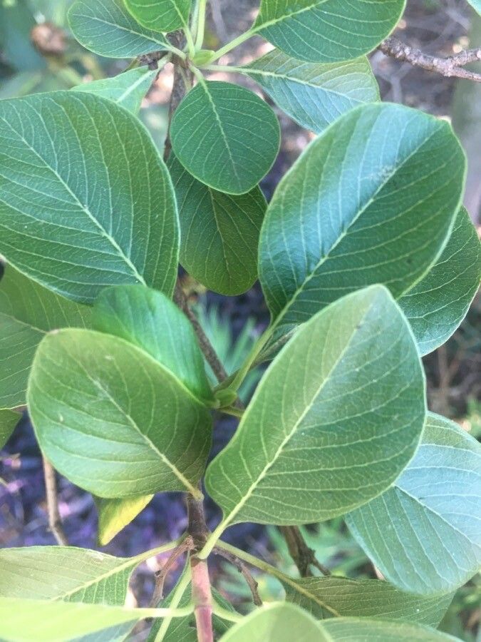 Calycophyllum multiflorum — related species from the same genus