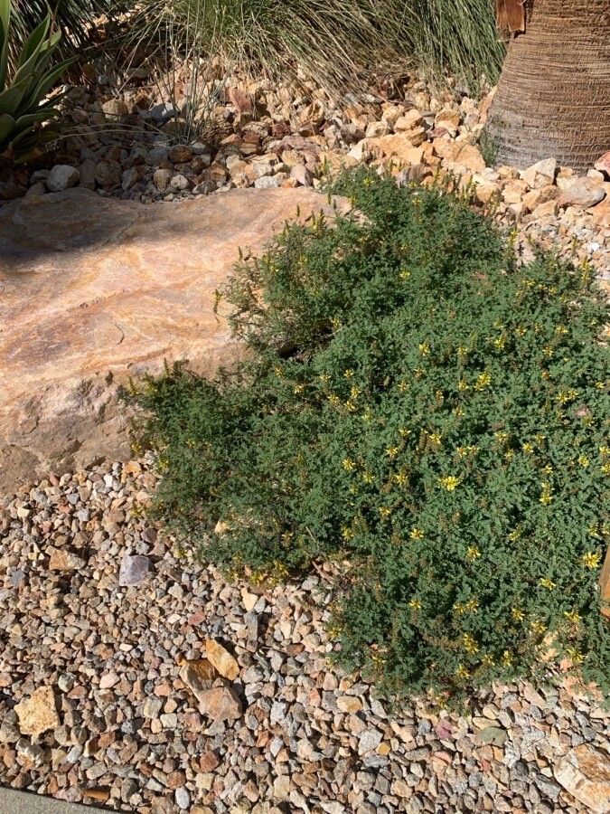 Dalea bicolor habit