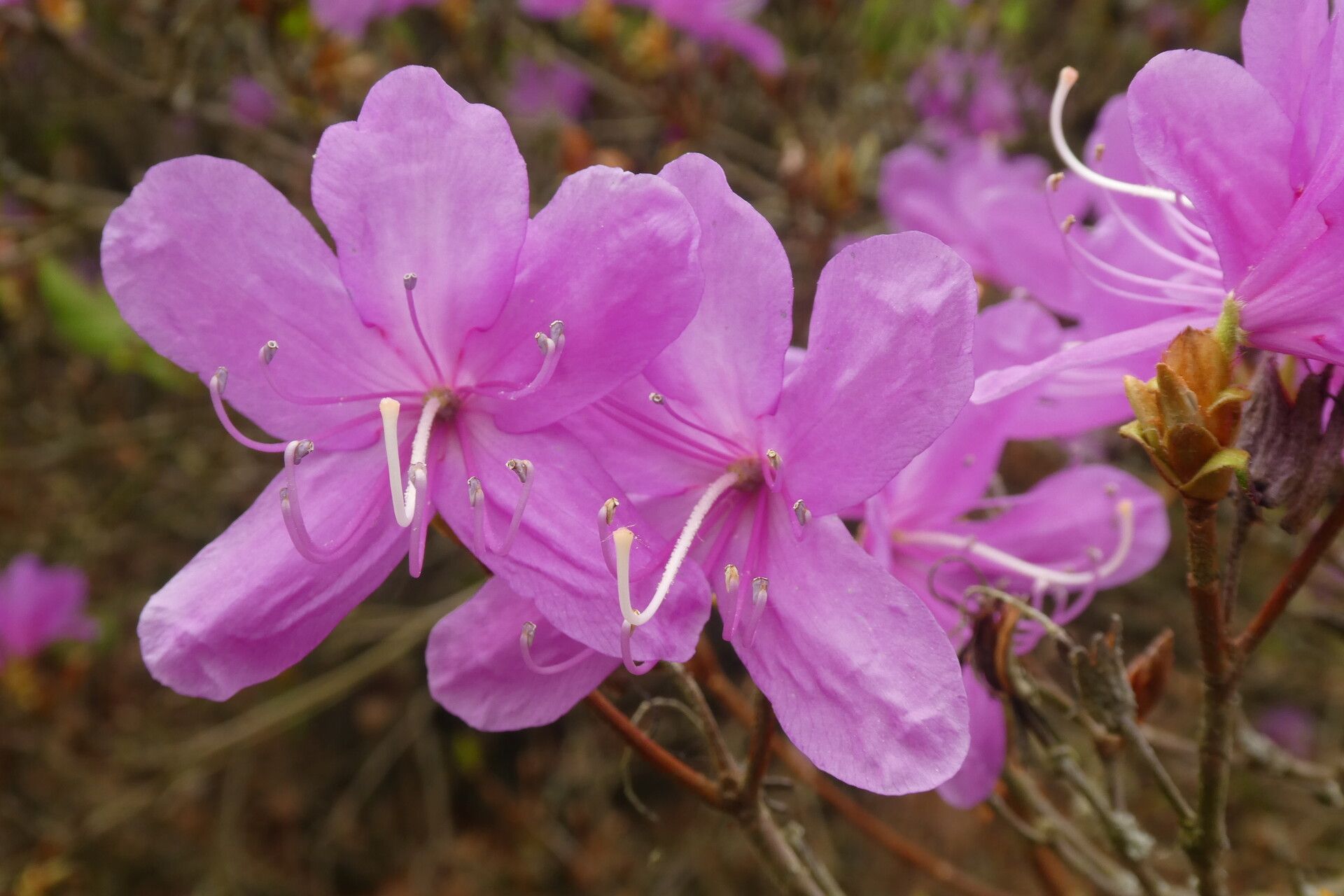 Rhododendron reticulatum flower