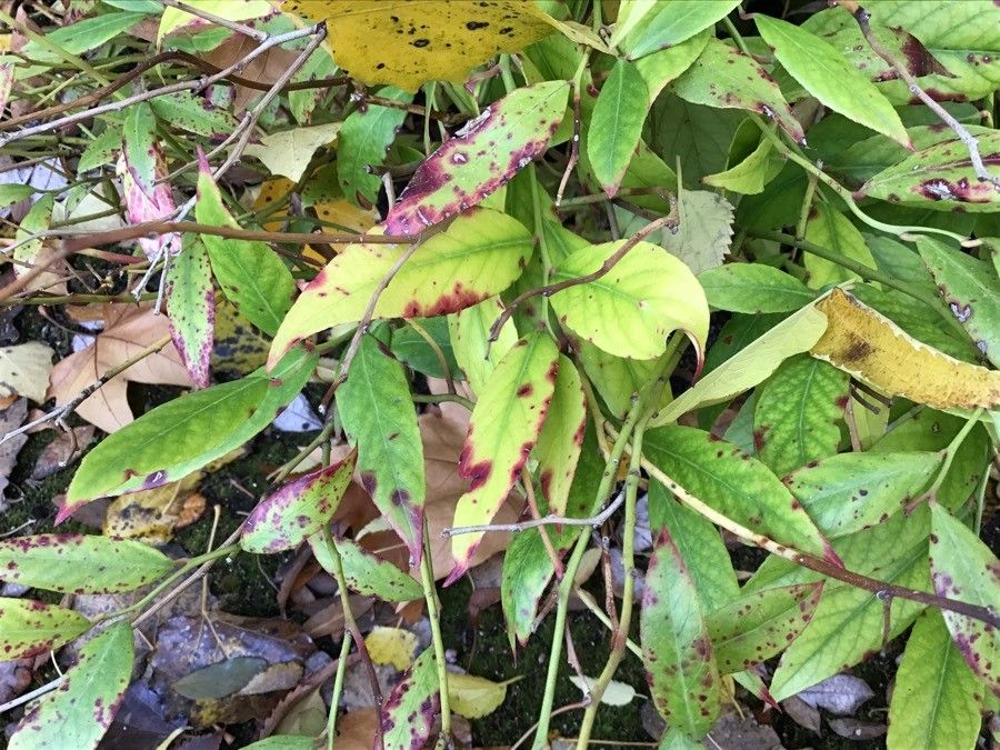 Leucothoe axillaris leaf