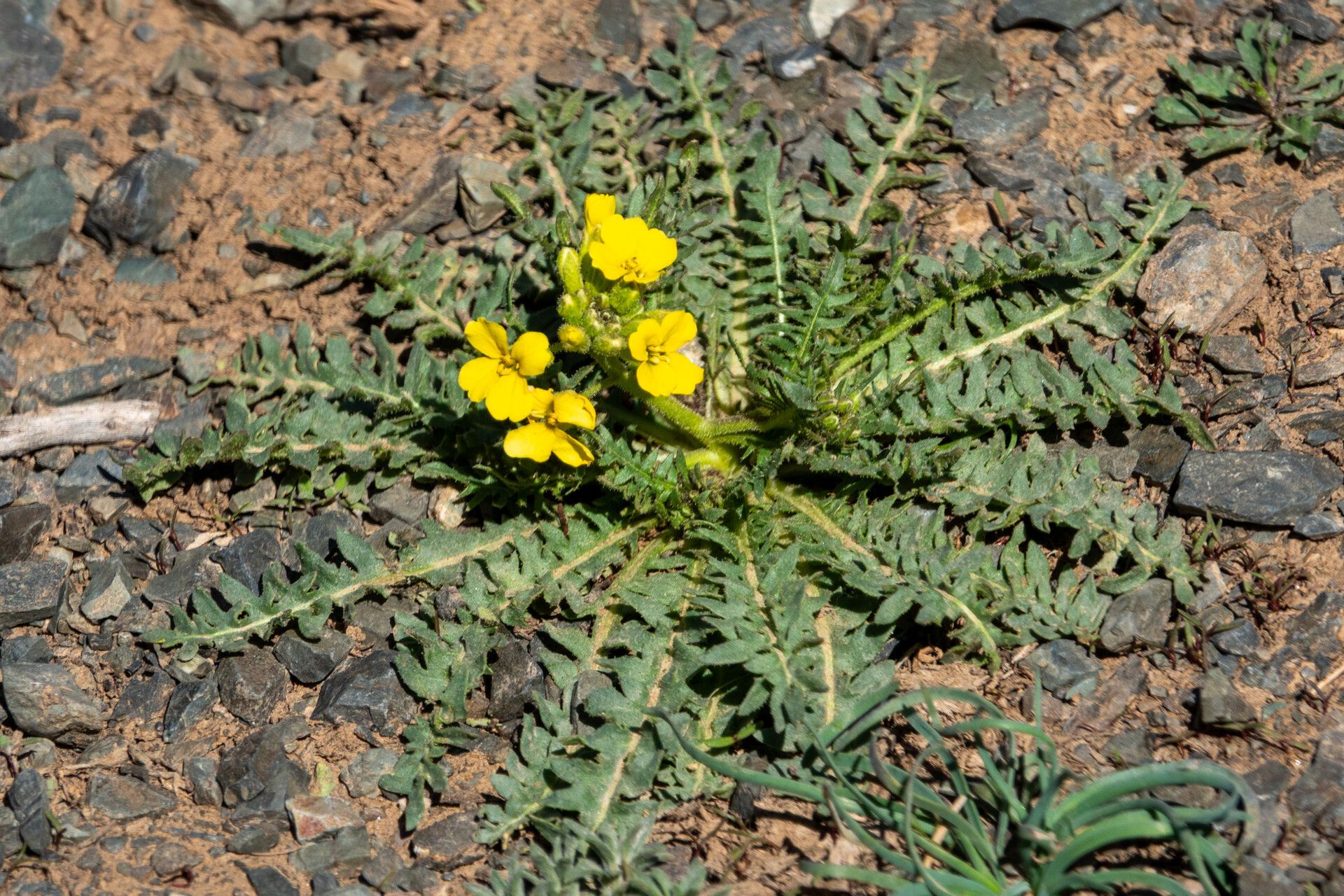 Chorispora sibirica — related species from the same genus