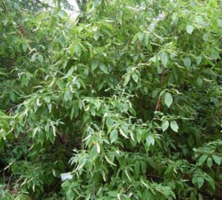 Clethra acuminata leaf