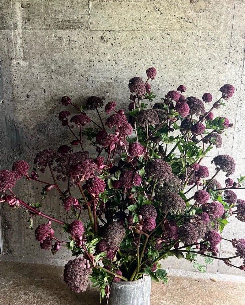 Angelica gigas flower