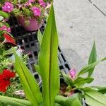 Curcuma alismatifolia