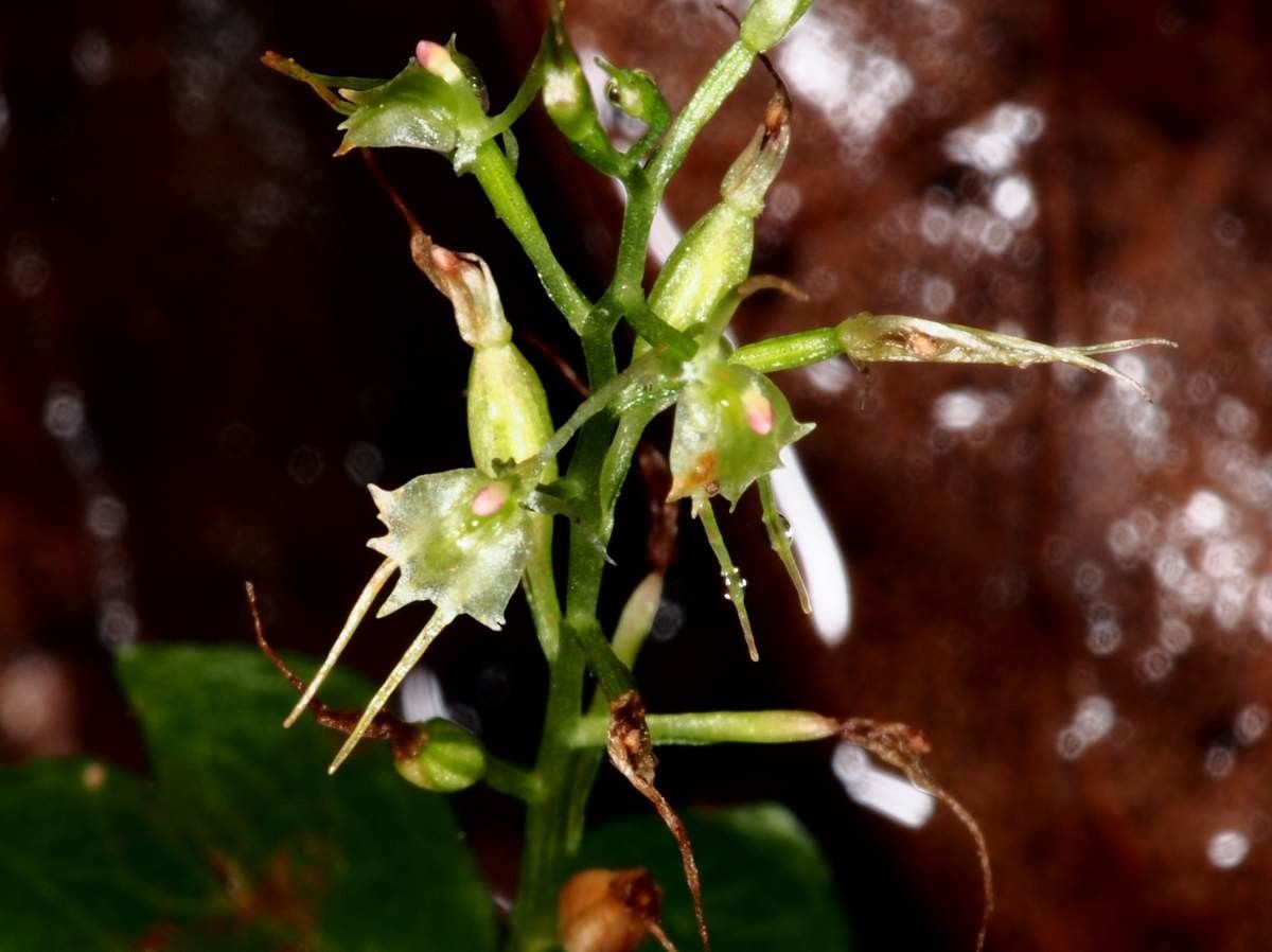 Acianthus amplexicaulis flower