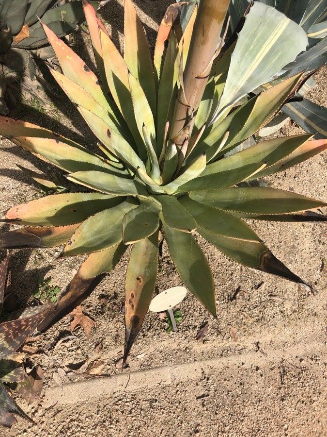 Agave murpheyi — search result for 'Agave'