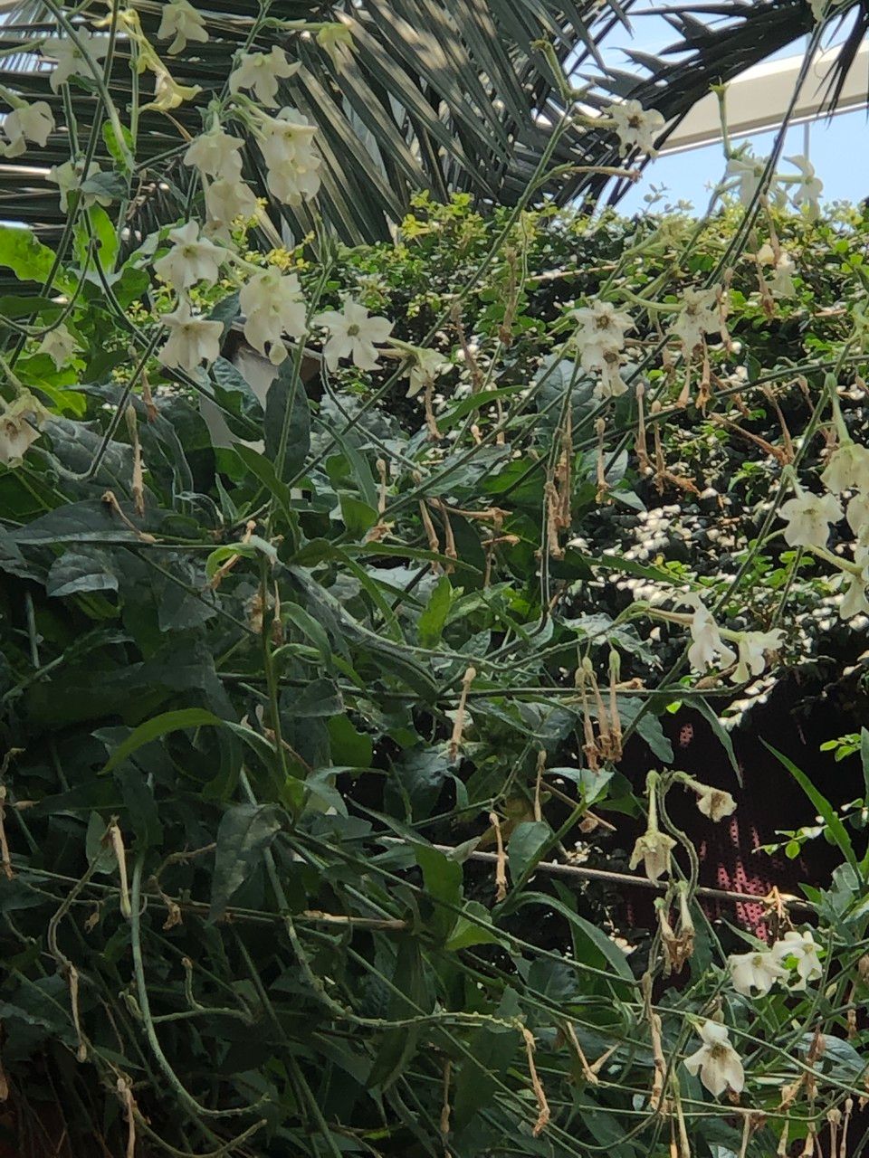 Nicotiana spp. habit
