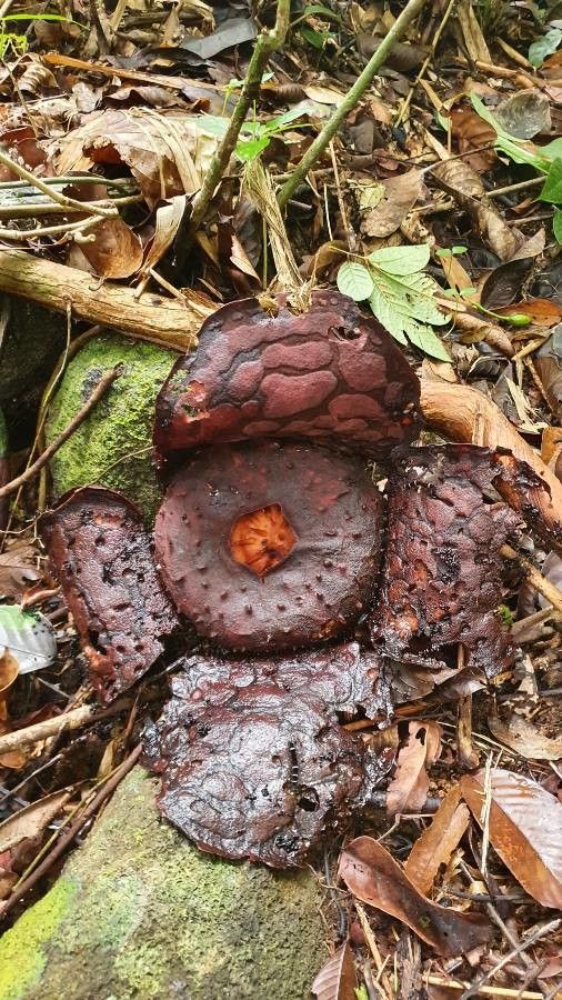 Rafflesia hasseltii flower