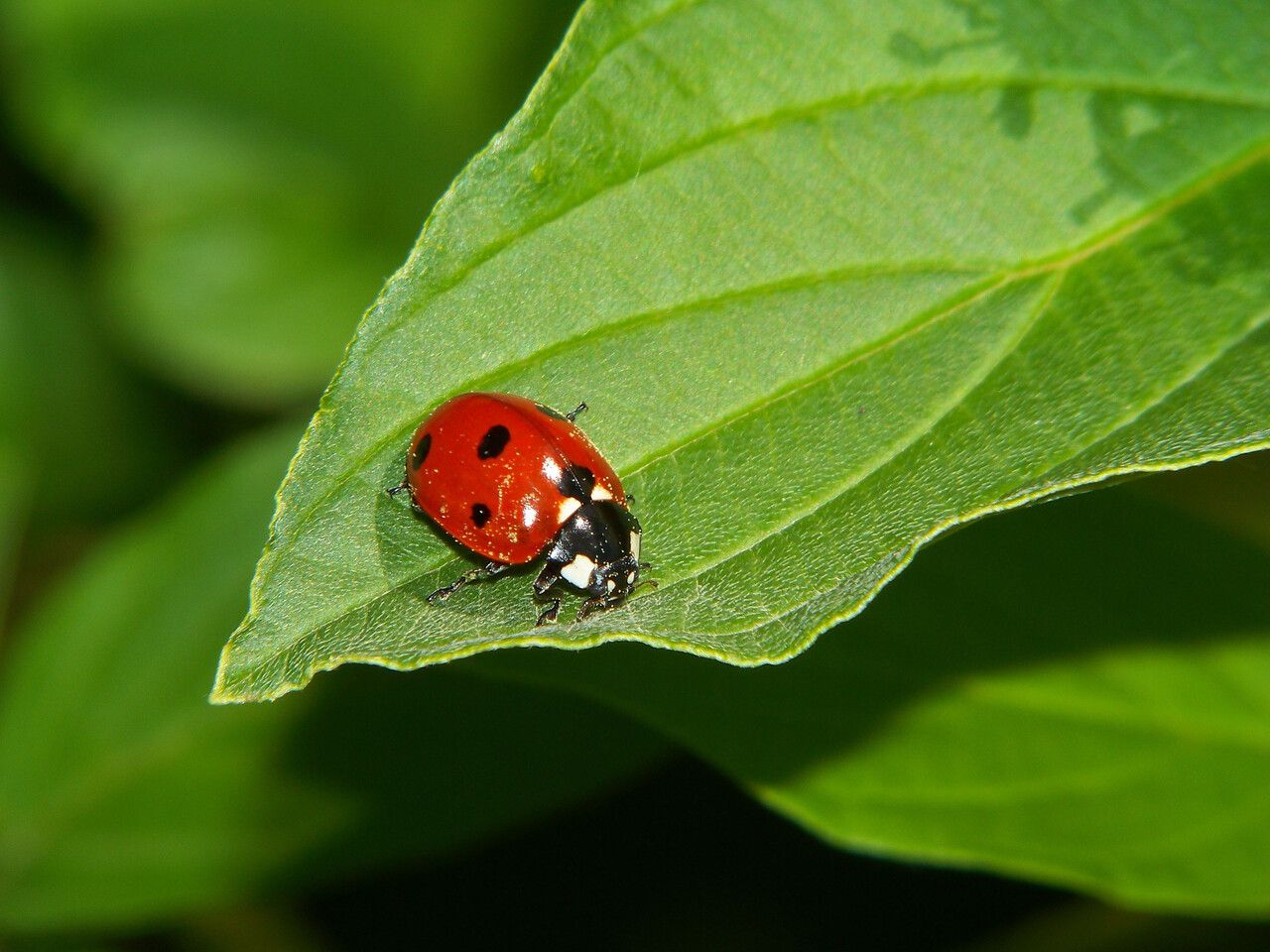 Viburnum ellipticum — search result for 'Viburnum'