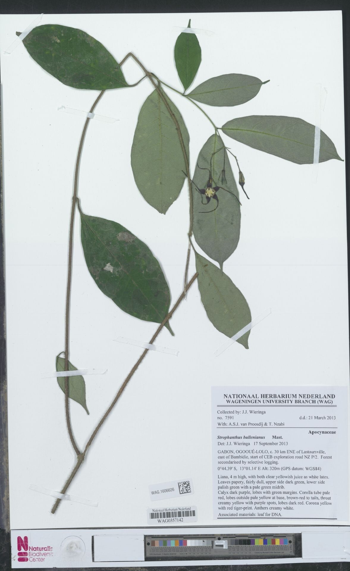 Strophanthus bullenianus — related species from the same genus