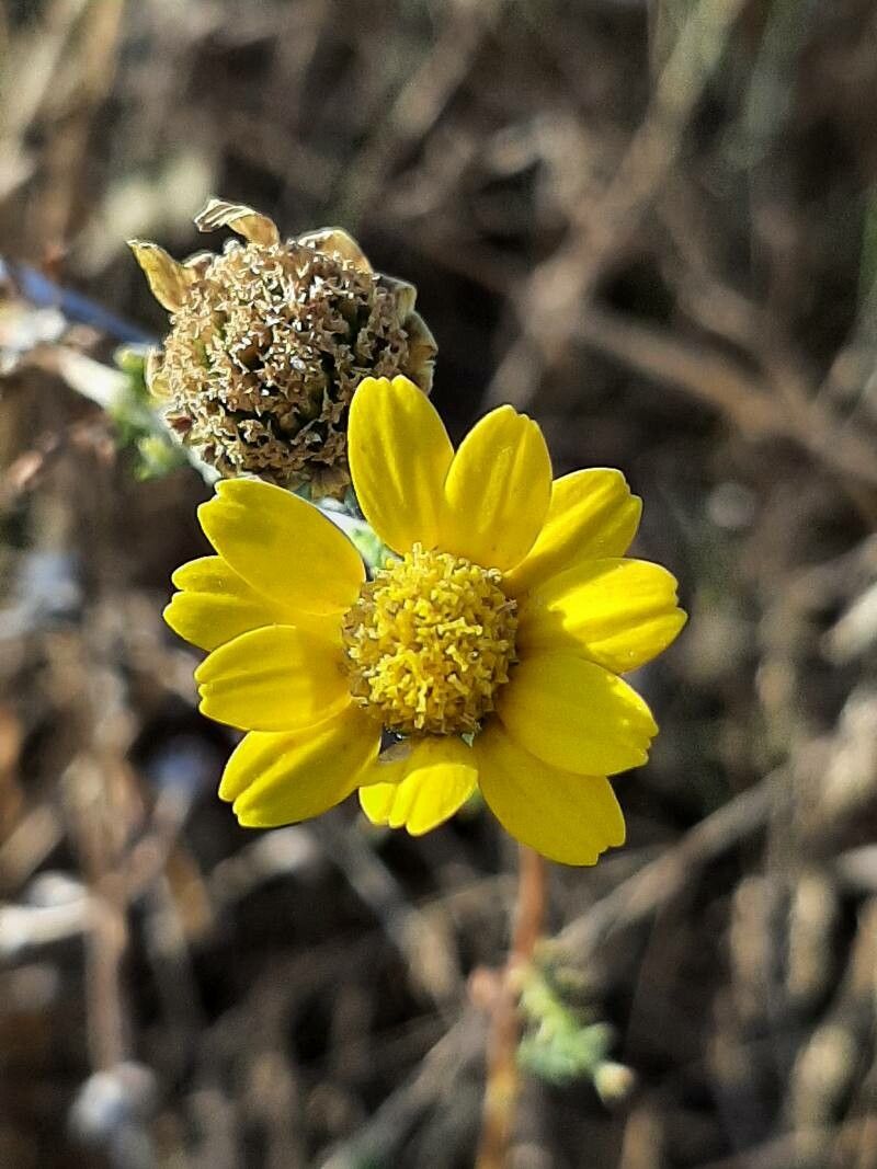 Anacyclus radiatus flower