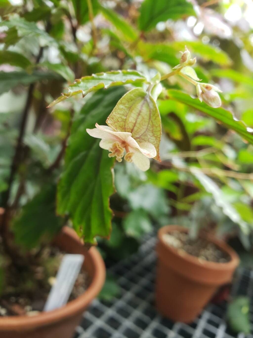 Begonia mabberleyana flower