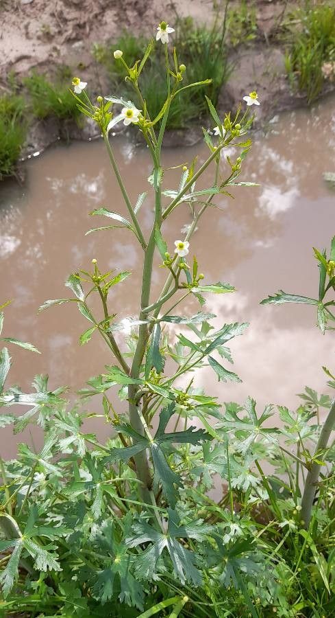 Ranunculus apiifolius habit