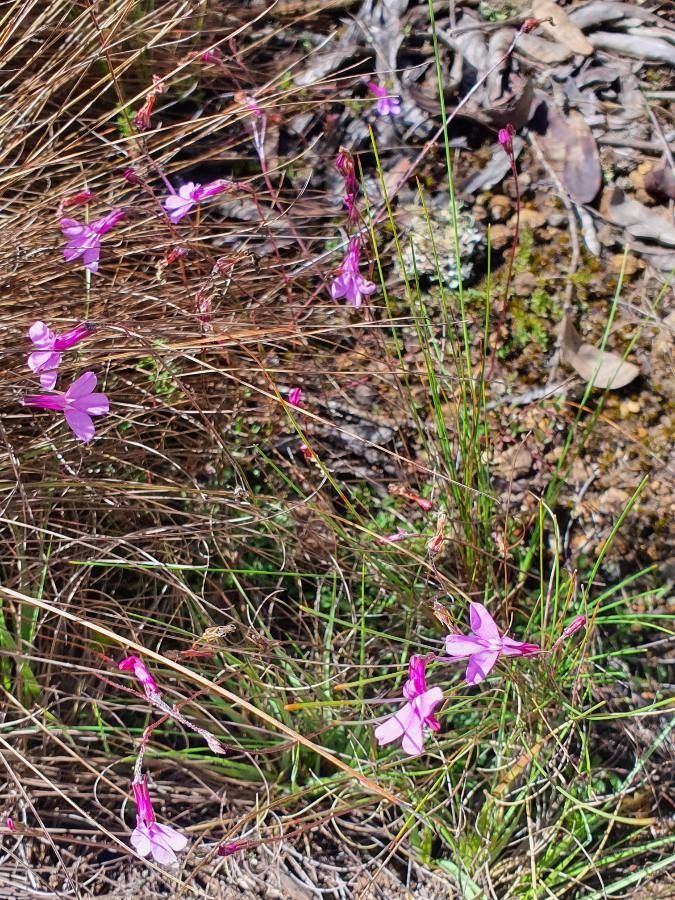 Lobelia holstii habit