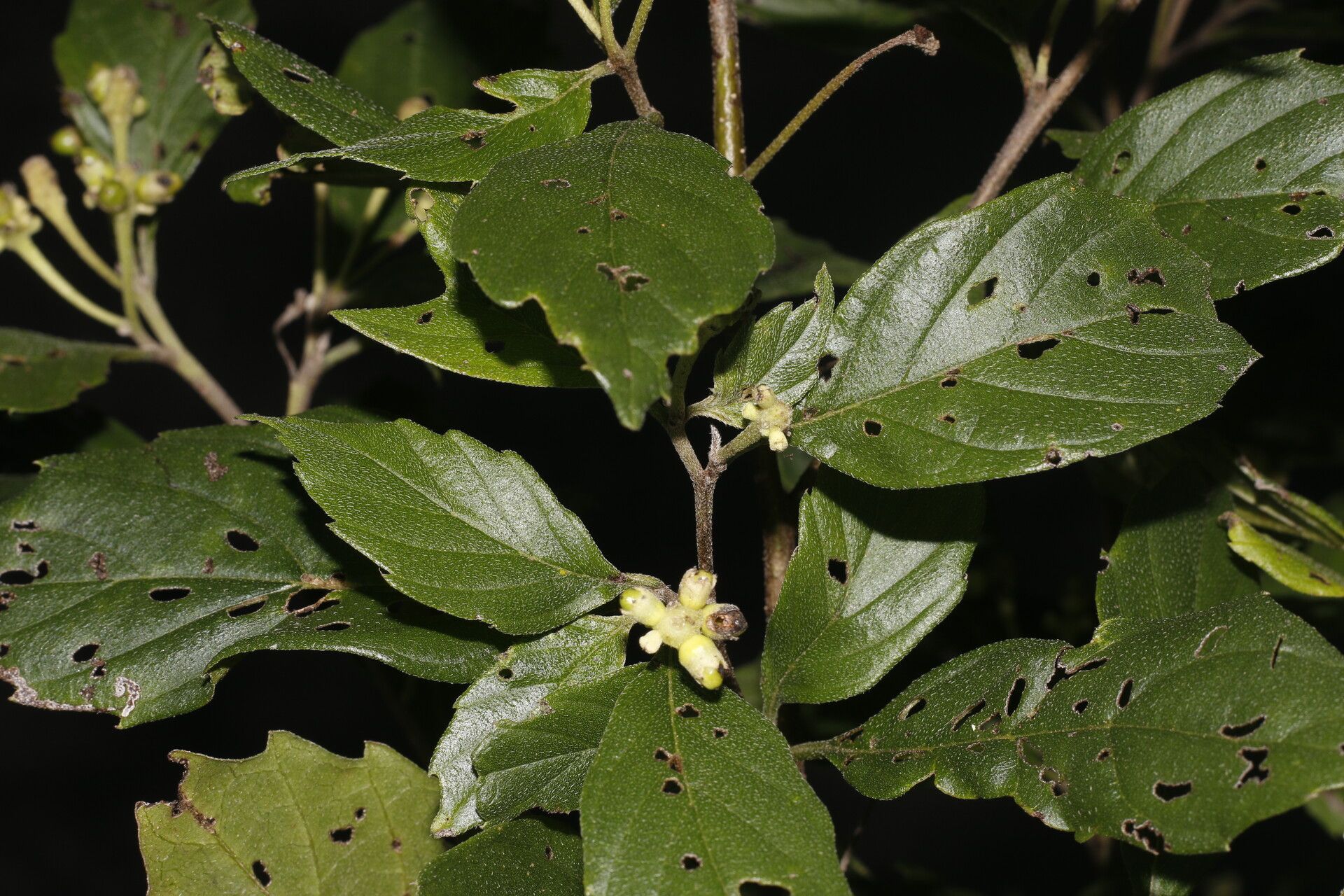 Varronia inermis fruit