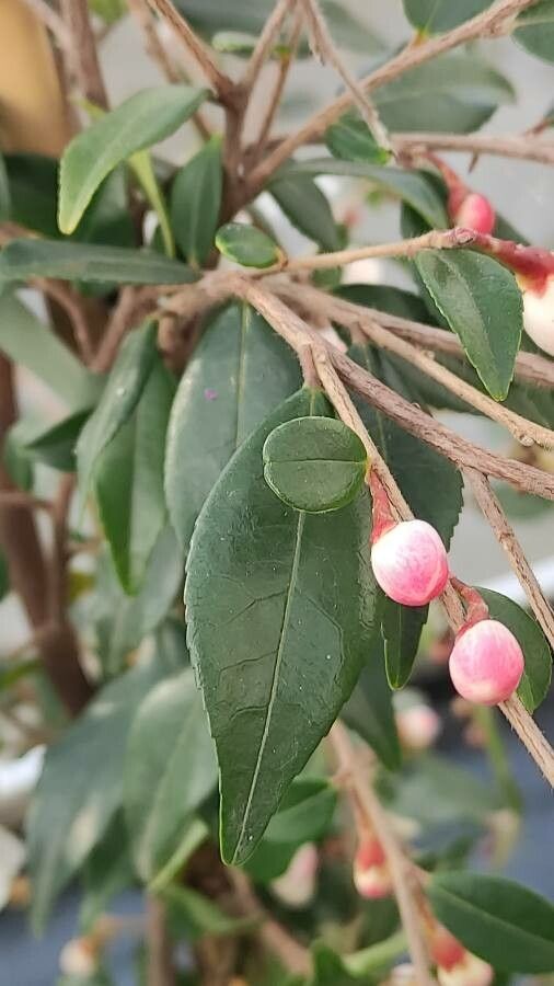 Camellia rosthorniana leaf
