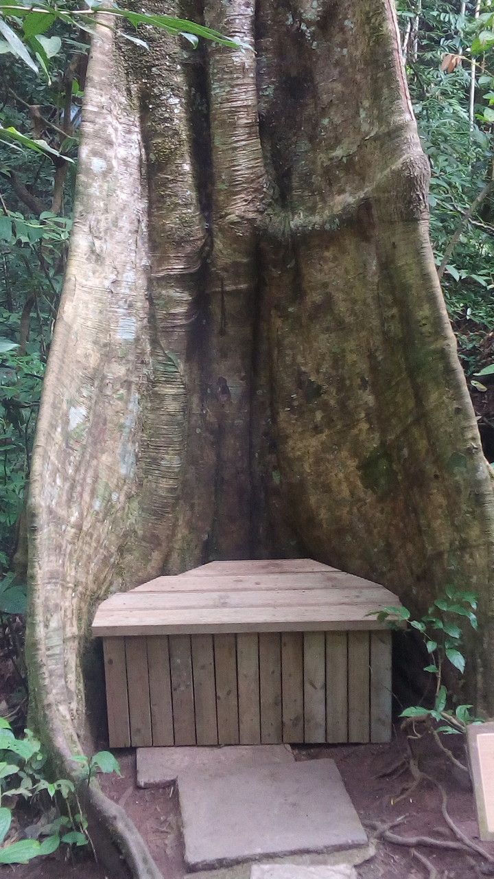 Tetrameles nudiflora bark