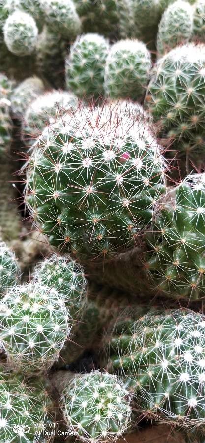 Escobaria vivipara flower