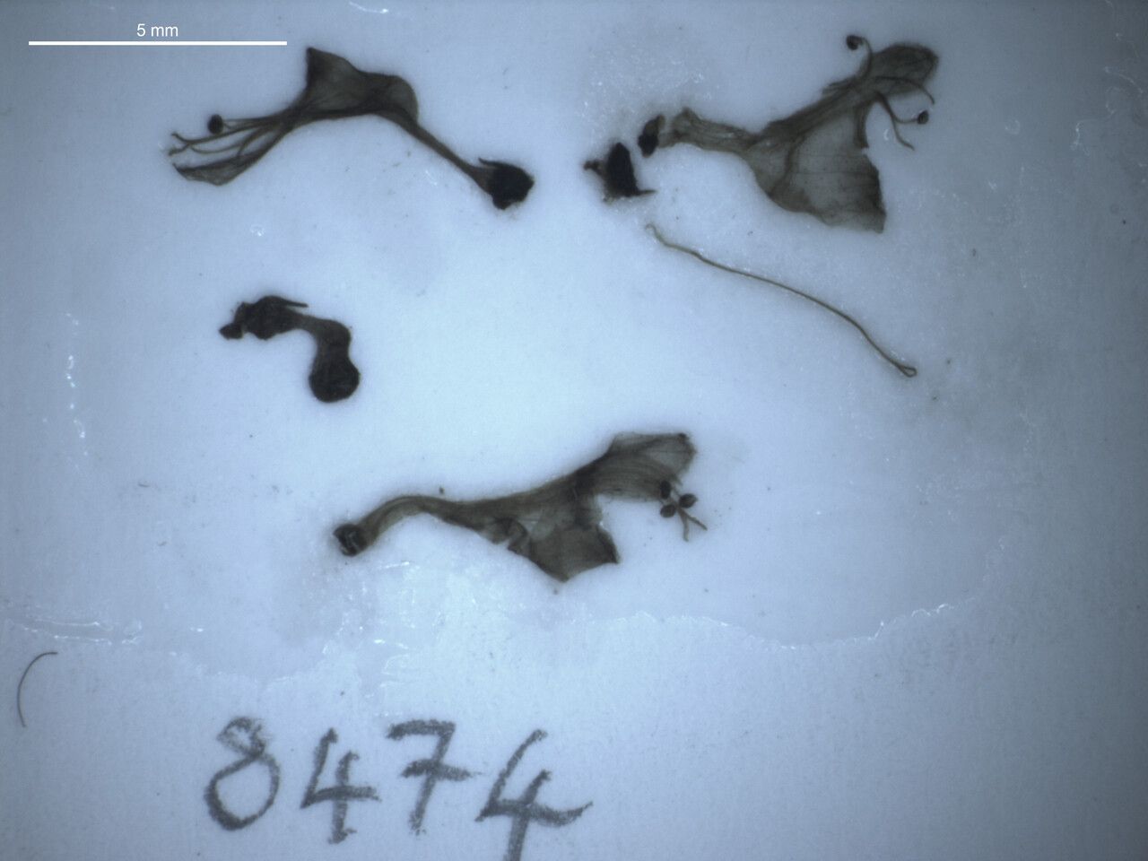 Coleus pallidus habit