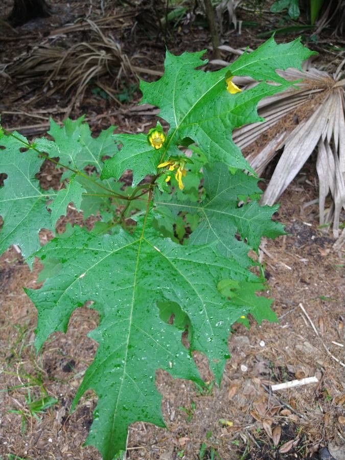 Smallanthus uvedalius — houseplant care guide