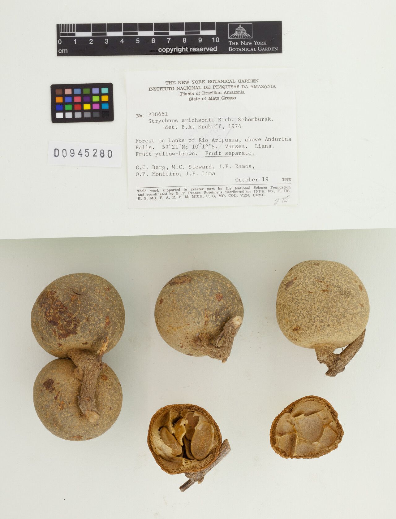 Strychnos erichsonii flower