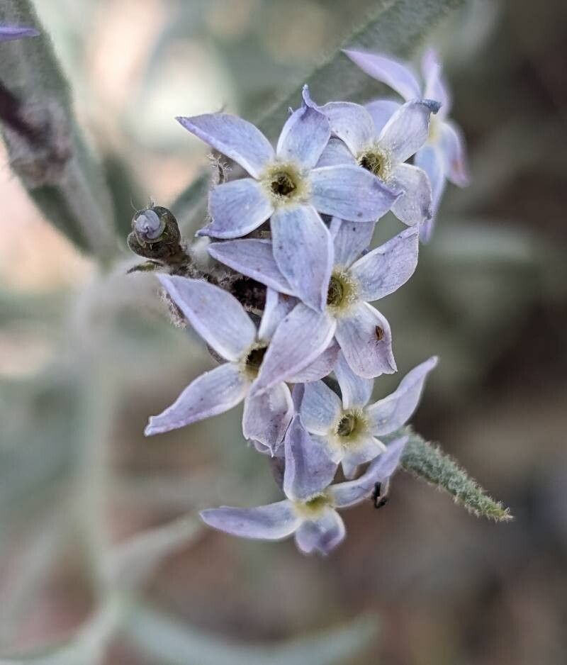 Amsonia tomentosa flower